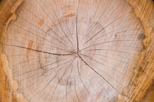 rondin de bois nord